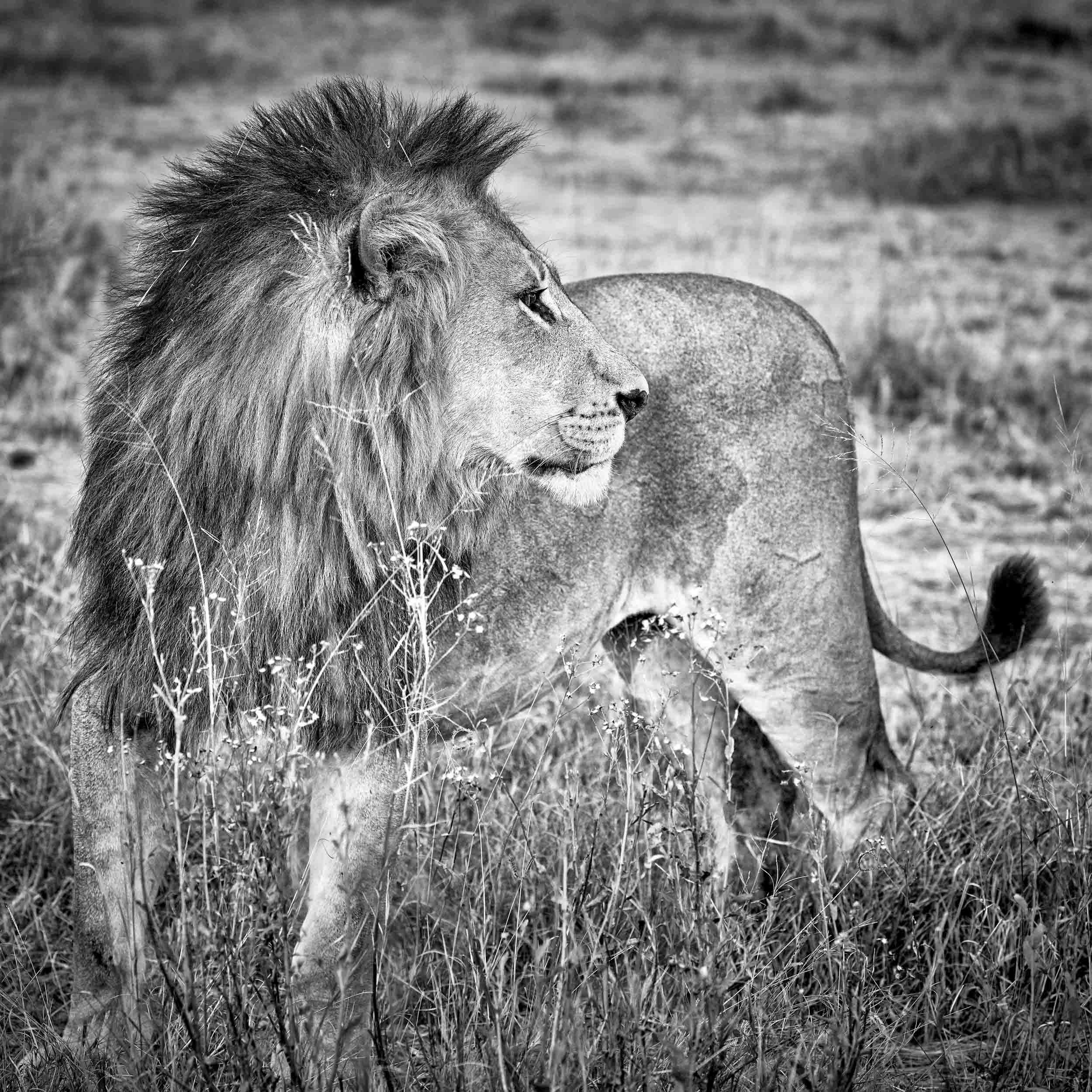 Courageous