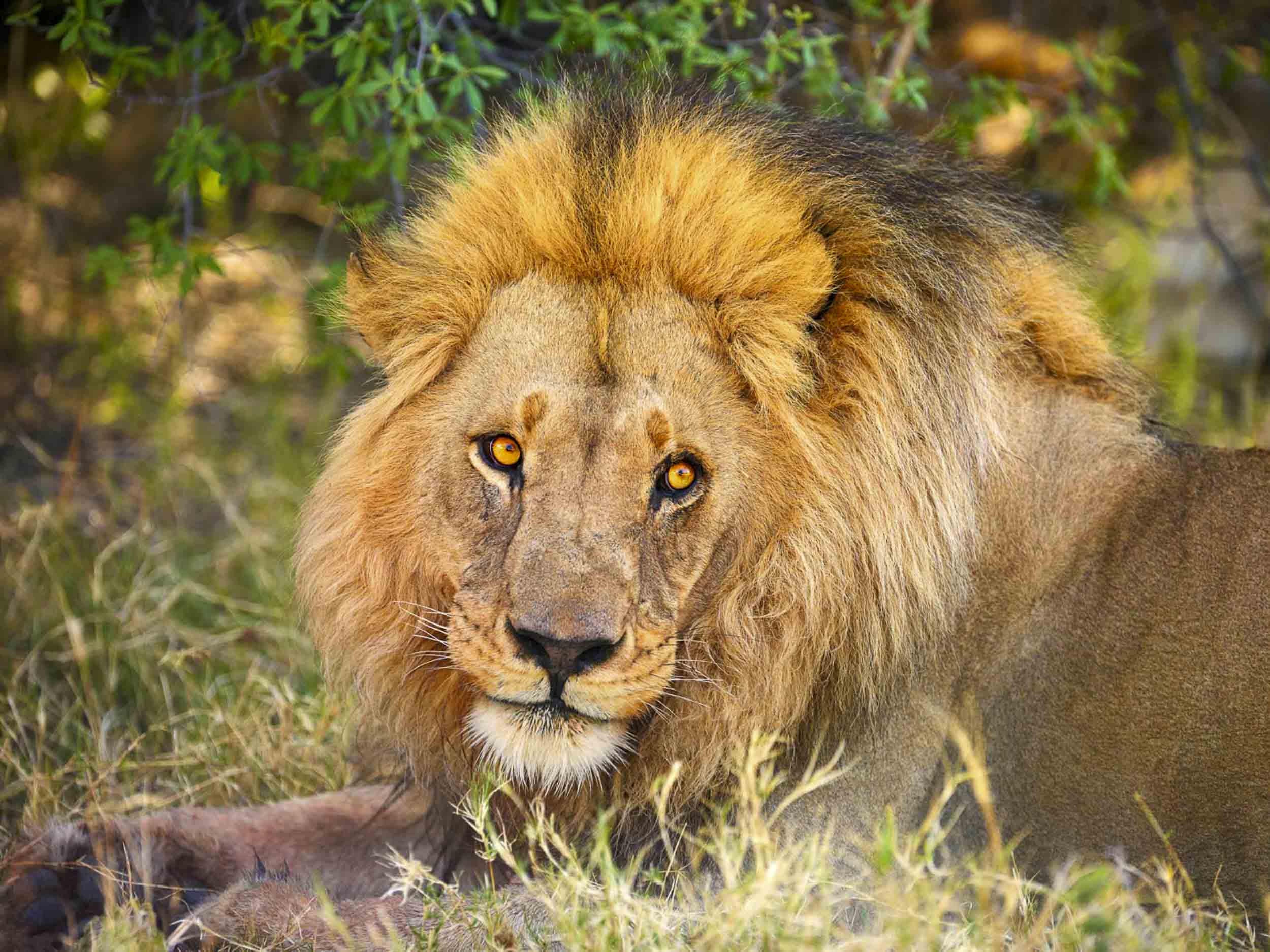 The King, Africa