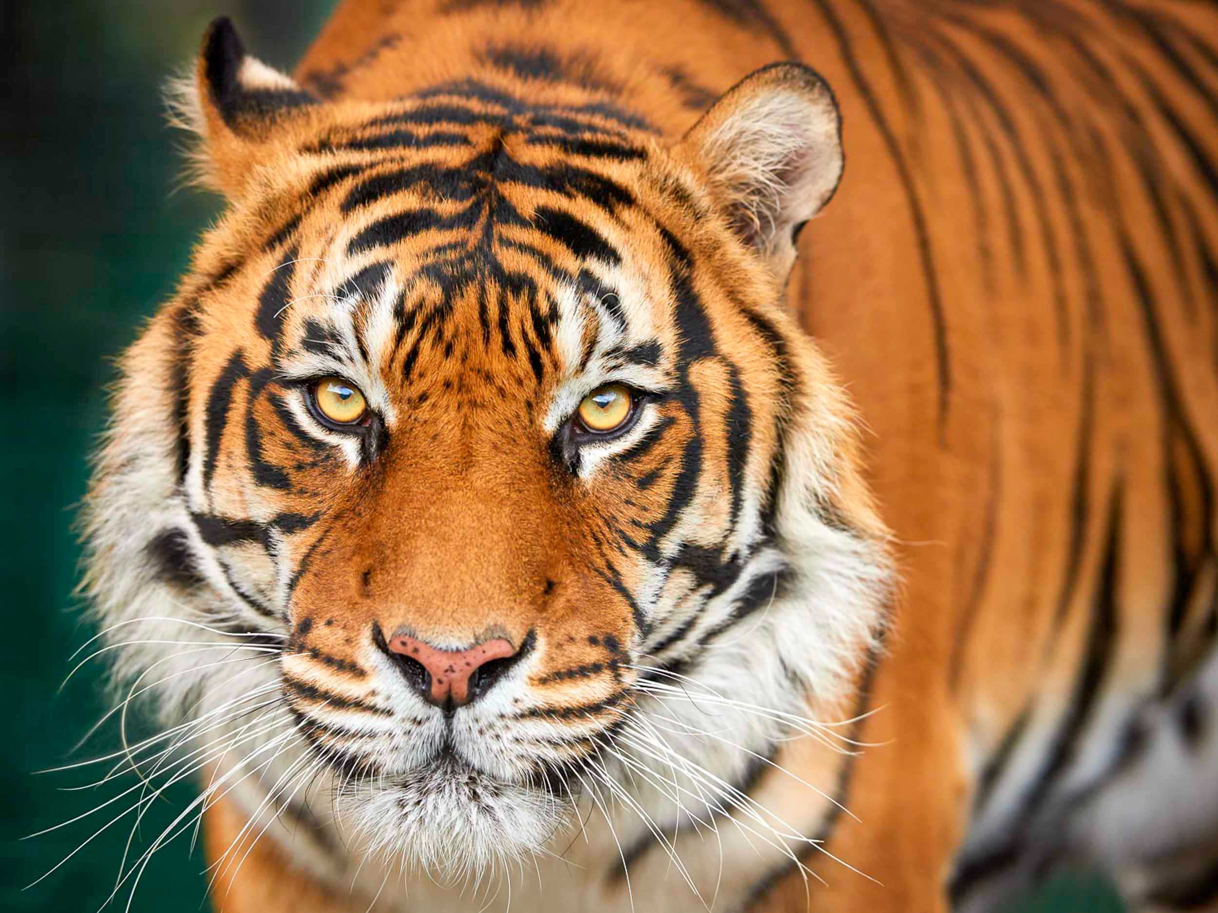 Eye of the Tiger