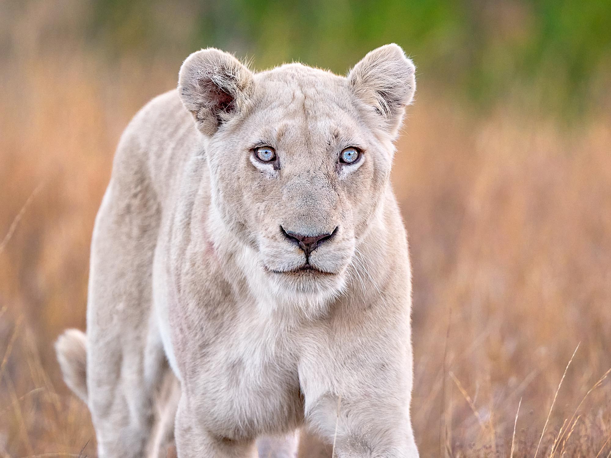 Queen of the Pride